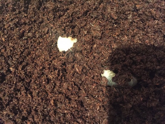 カブトムシの幼虫を育てているママへ カブトムシの幼虫の糞は肥料に活用しましょ ママそら